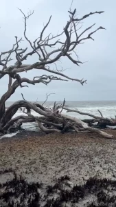 Always looking for shells just a little look at my normal life