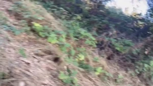 Feeding daddies in park trails i had a load ready to pull out i found