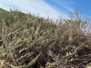 Cruising with beefy guy in the bushes this encounter was close to