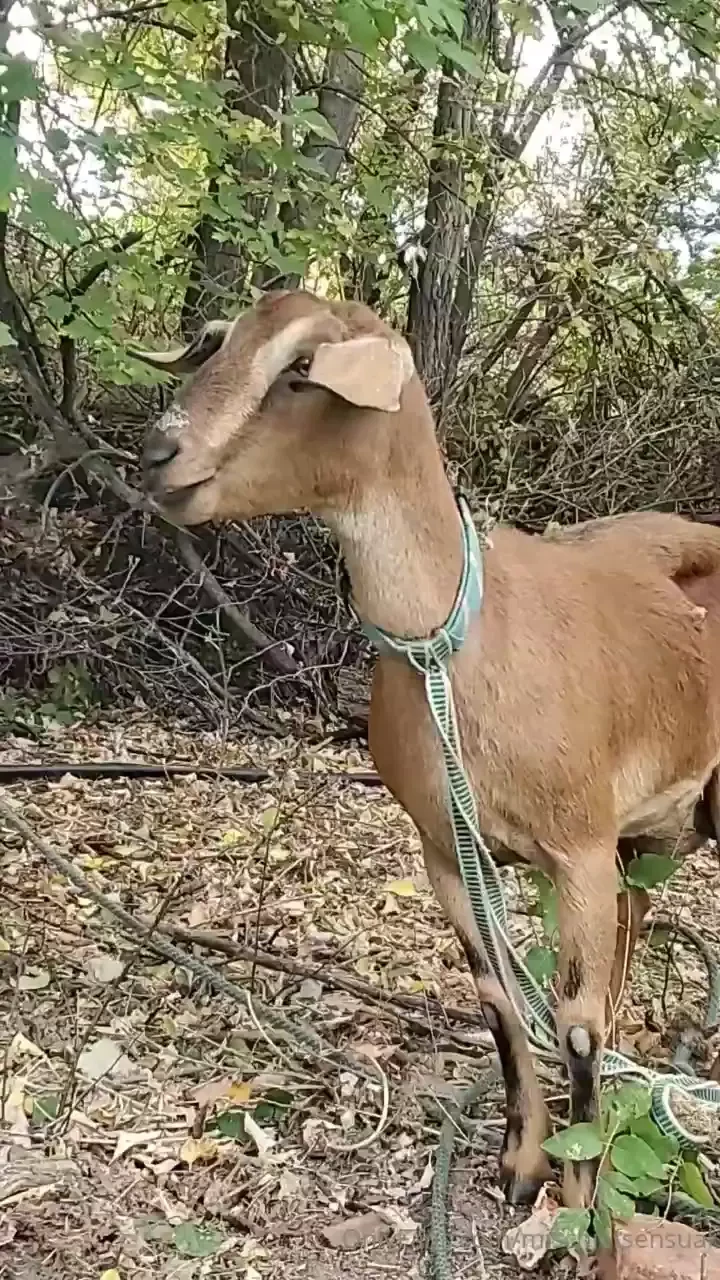 Weekend car camping ecstatic dance adventures with callalilylady 