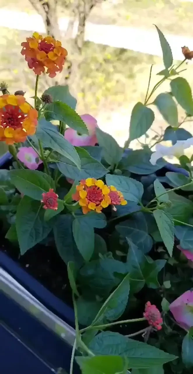 Spent the last 2 days elbow deep in herbs flowers amp soil a glimpse 