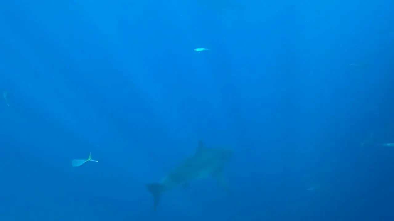 Shark trip 