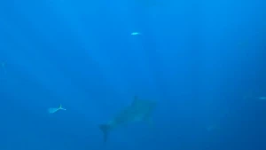 Shark trip