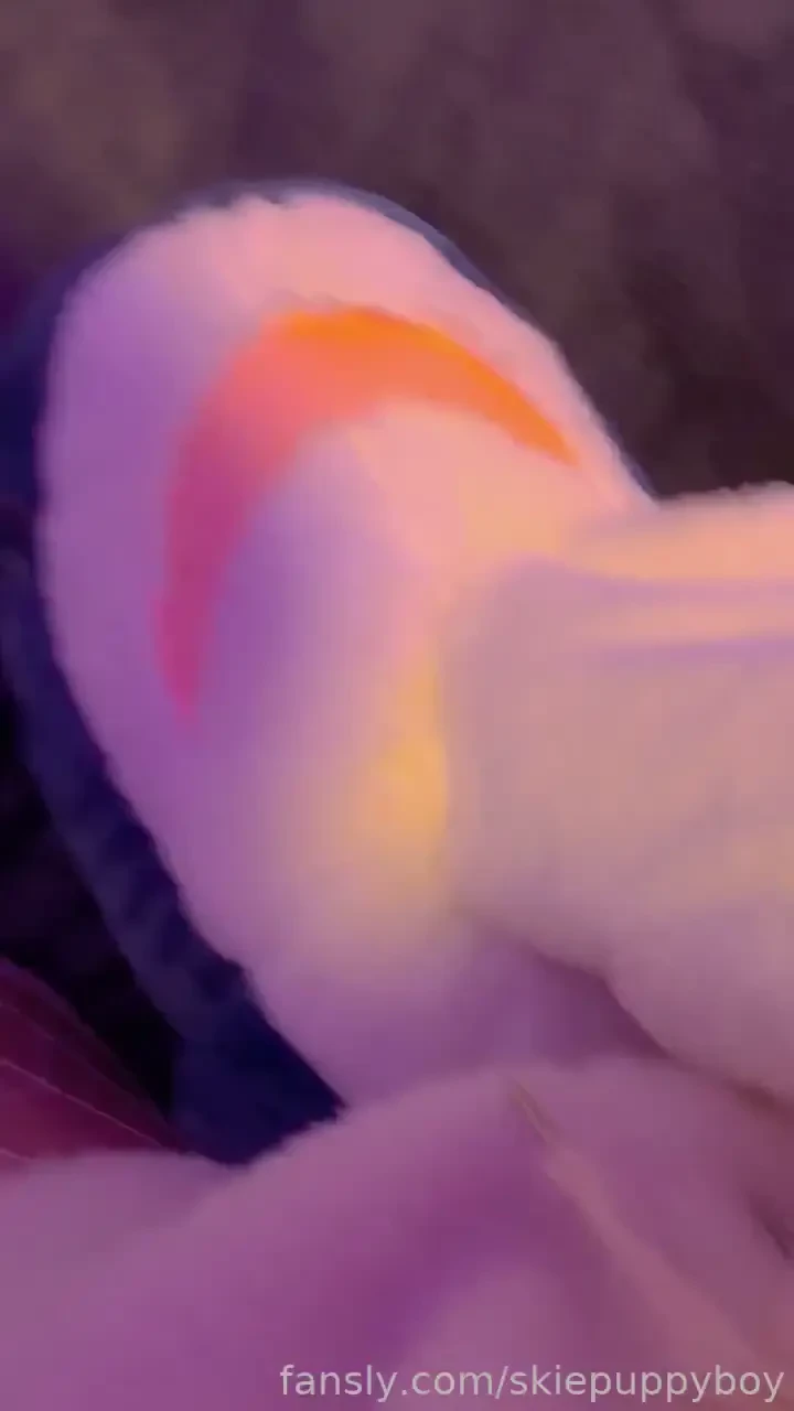 Alpha kitty dominates sharky 