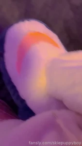 Alpha kitty dominates sharky