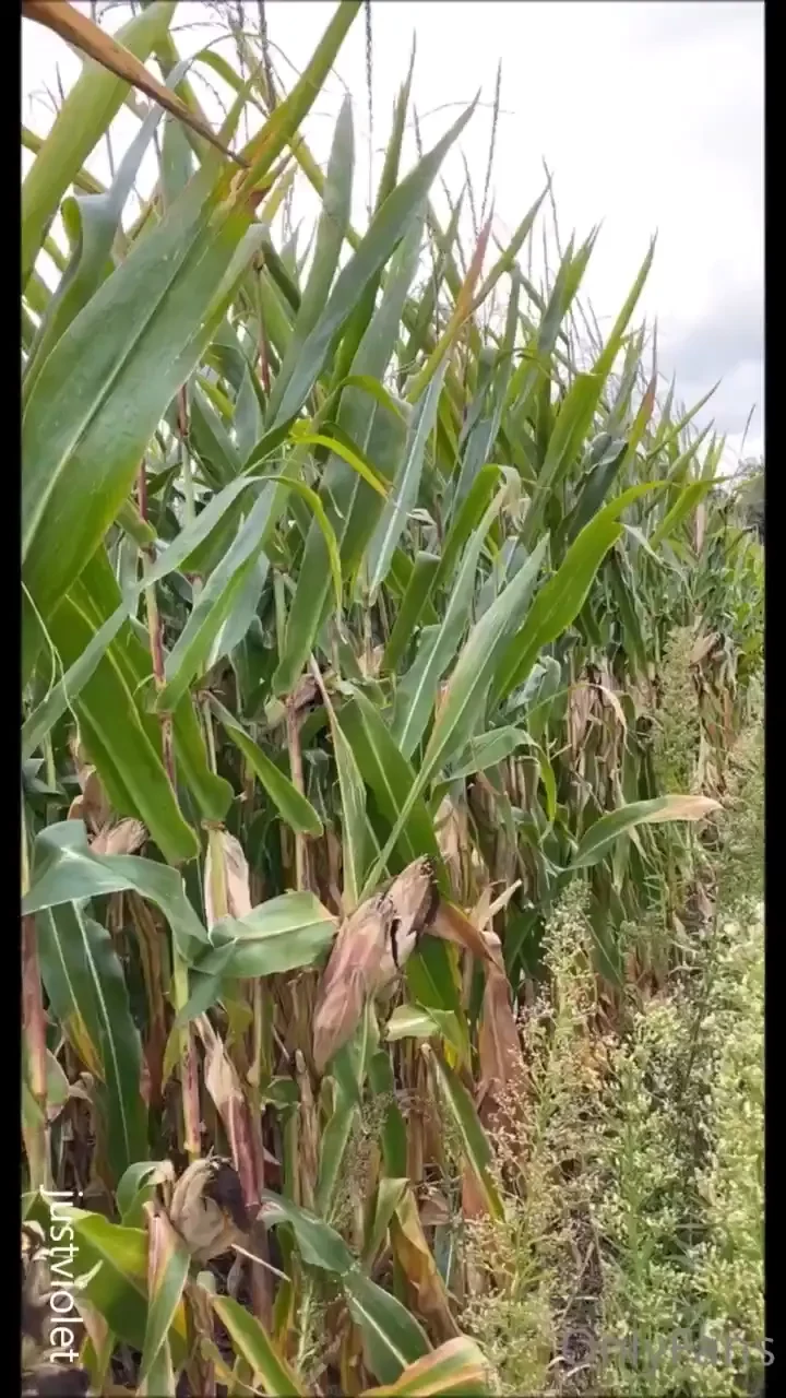 Farm girl fucks corn from the cornfield outdoors 