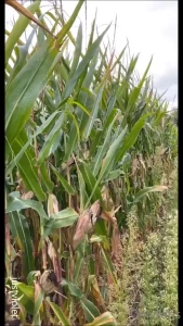 Farm girl fucks corn from the cornfield outdoors