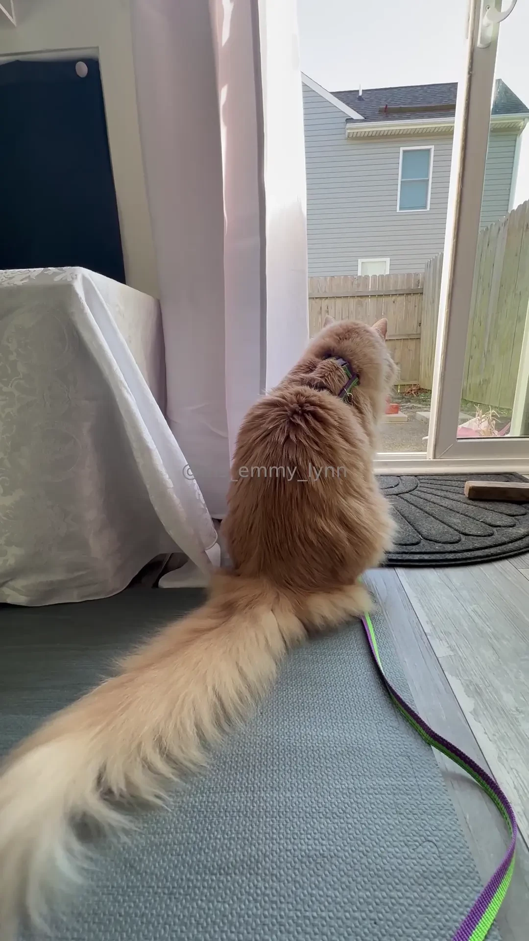 Augie s animated tail plus me chatting off the cuff re my backyard 