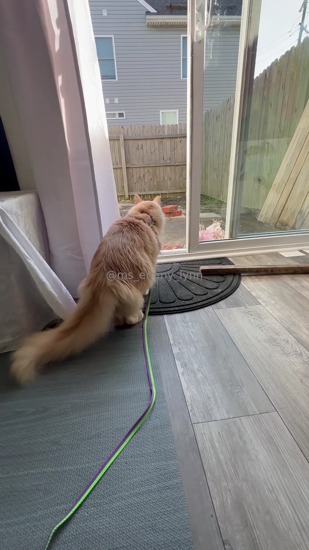 Augie s animated tail plus me chatting off the cuff re my backyard part 1 