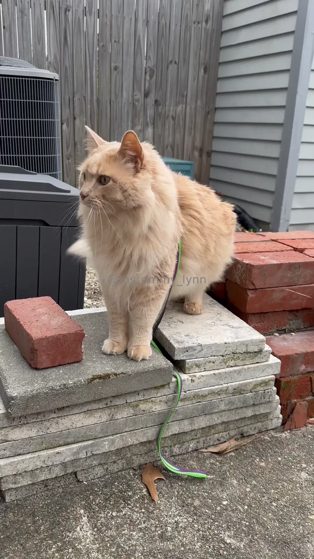 Outside time w augie turns gnarly my own fault for being distracted part 1 