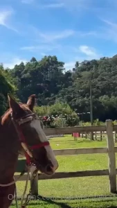 Eu cavalgo bem do i ride well