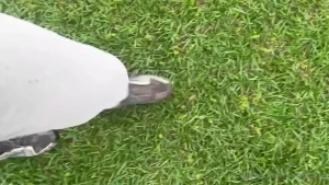 Shoes wet early morning come check the new post if you haven t already