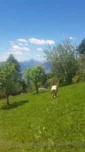 Recupero andato a buon fine