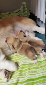 Guys if you love me as much as i love corgis help me to fulfill my