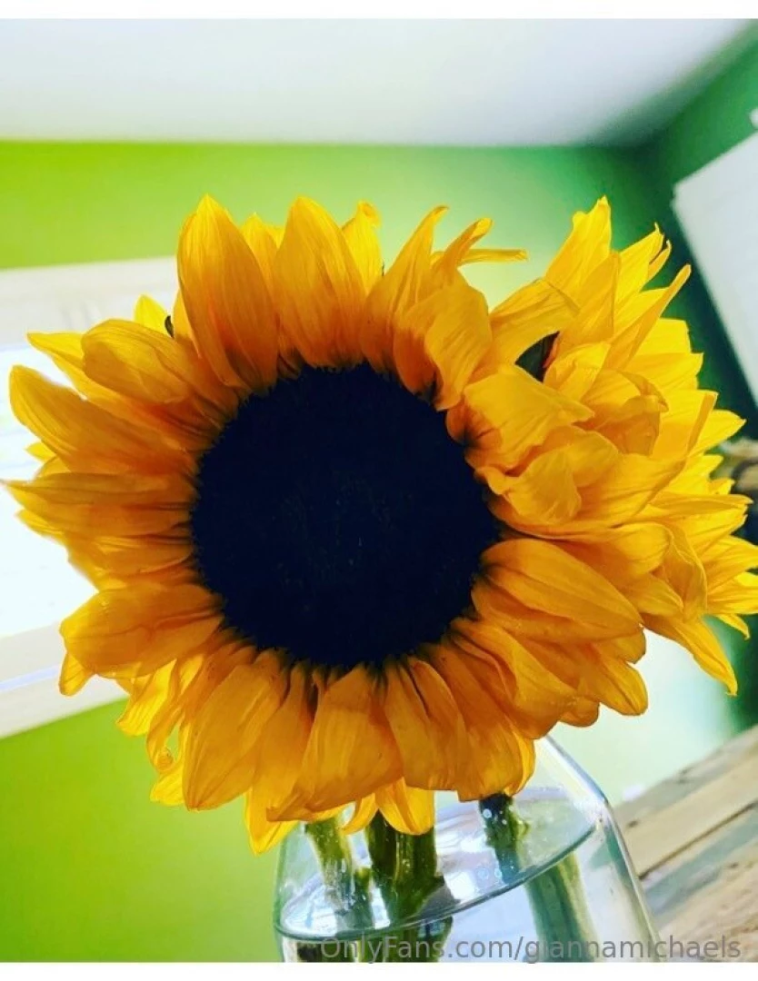 My favorite what s your favorite flower gooooooood morning sunshine i 