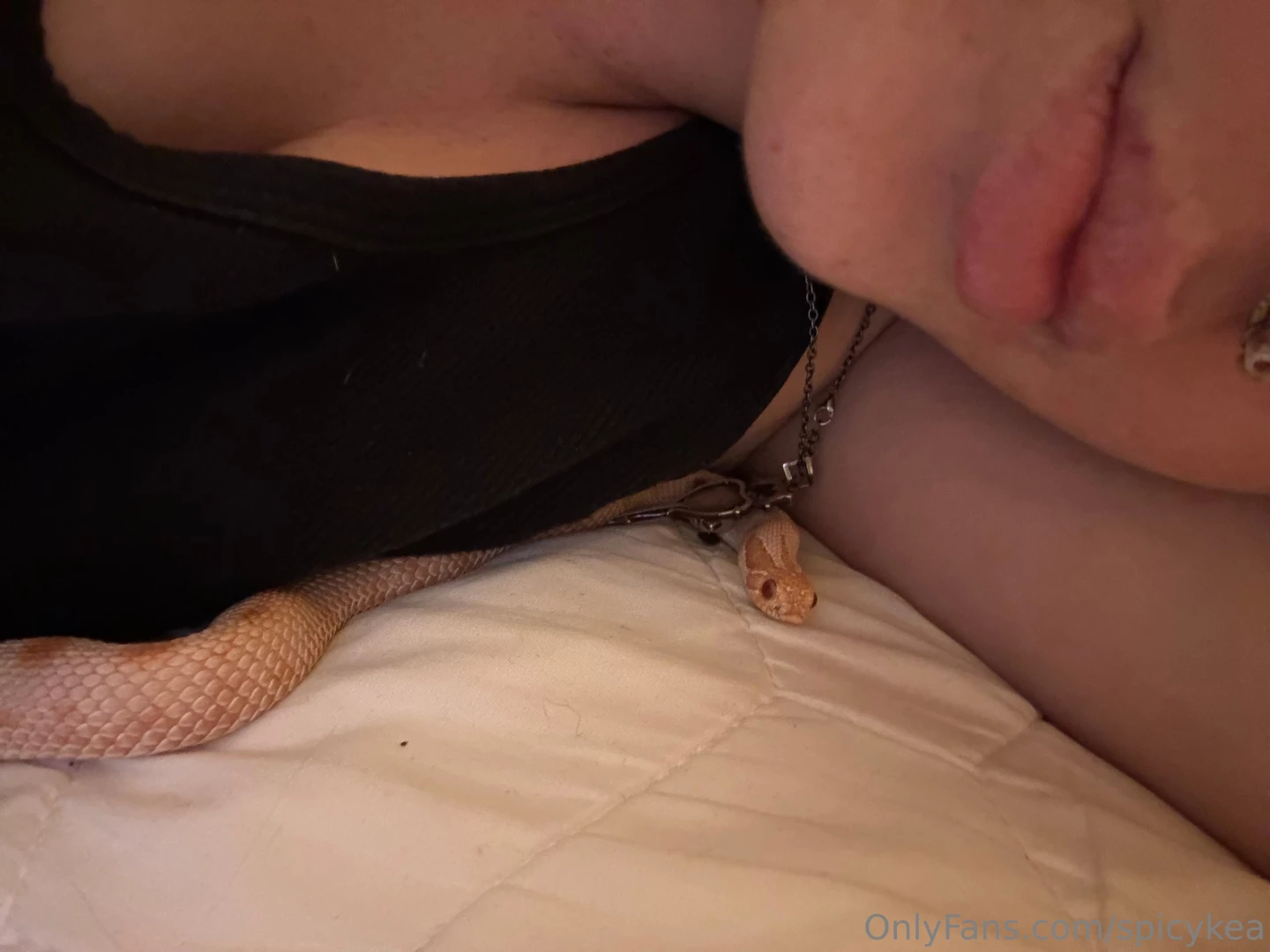 Say hello to my lil guy his full name is mucho kabu jort mango 