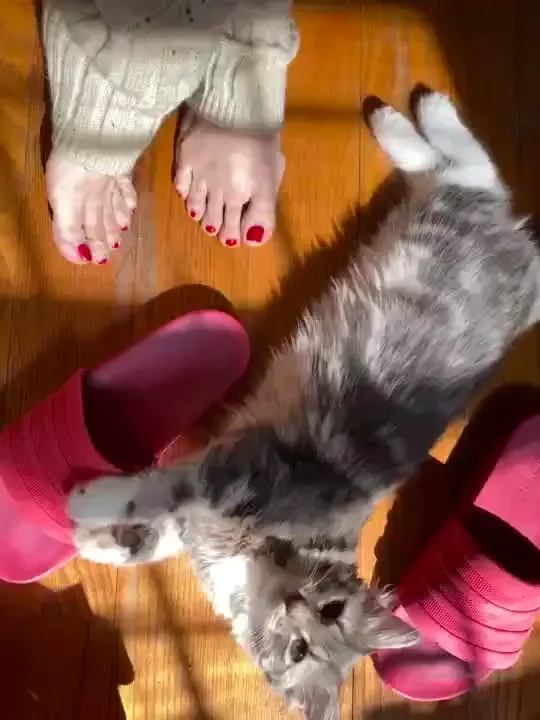 Morning feet n cats 