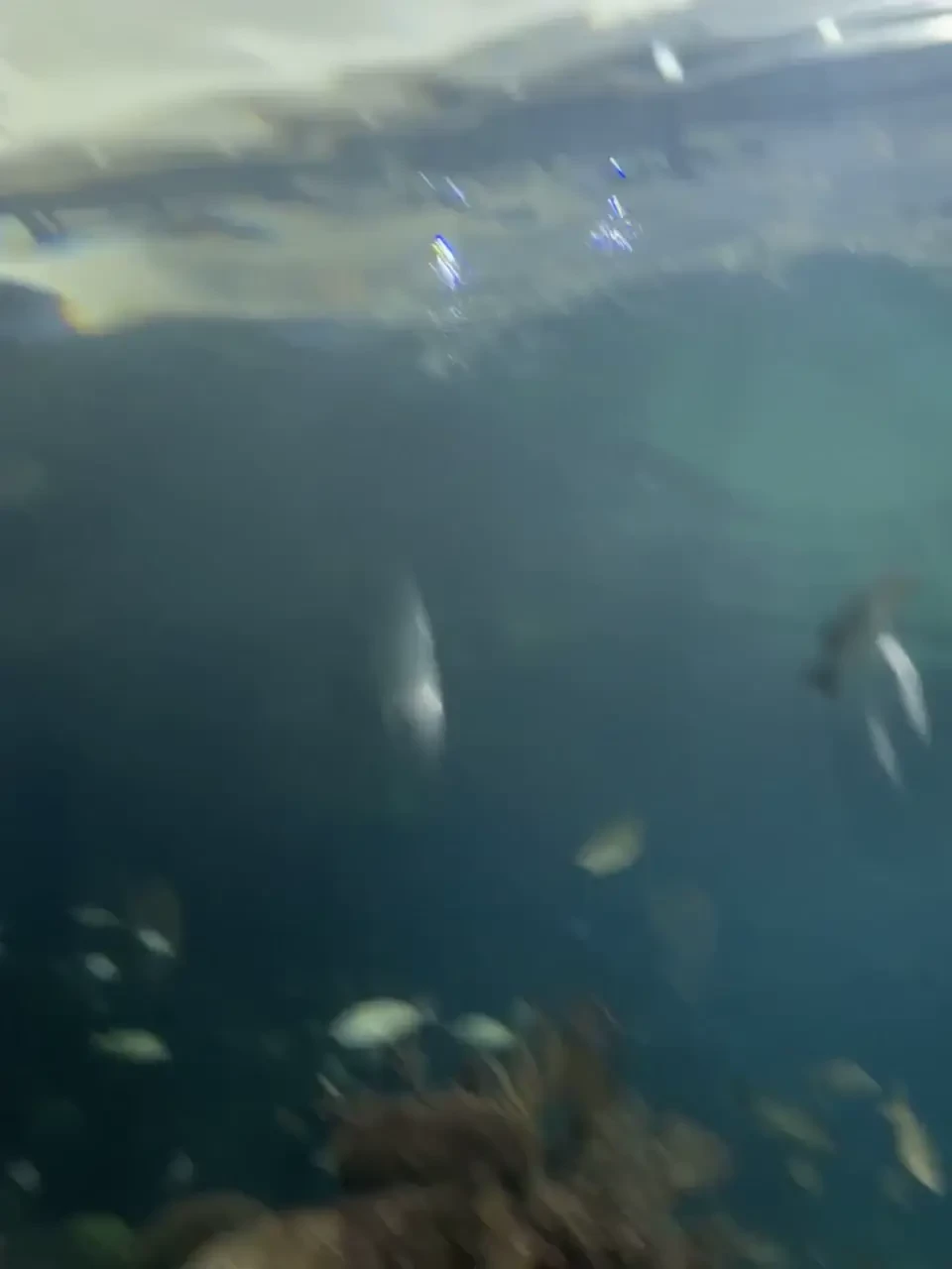 Day 3 no sun so i visited the aquarium in veracruz 20 min tour and was part 3 