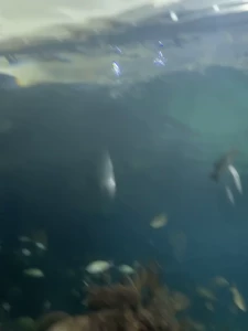 Day 3 no sun so i visited the aquarium in veracruz 20 min tour and was part 3