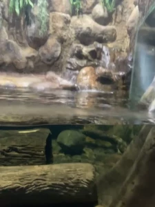 Day 3 no sun so i visited the aquarium in veracruz 20 min tour and was part 1