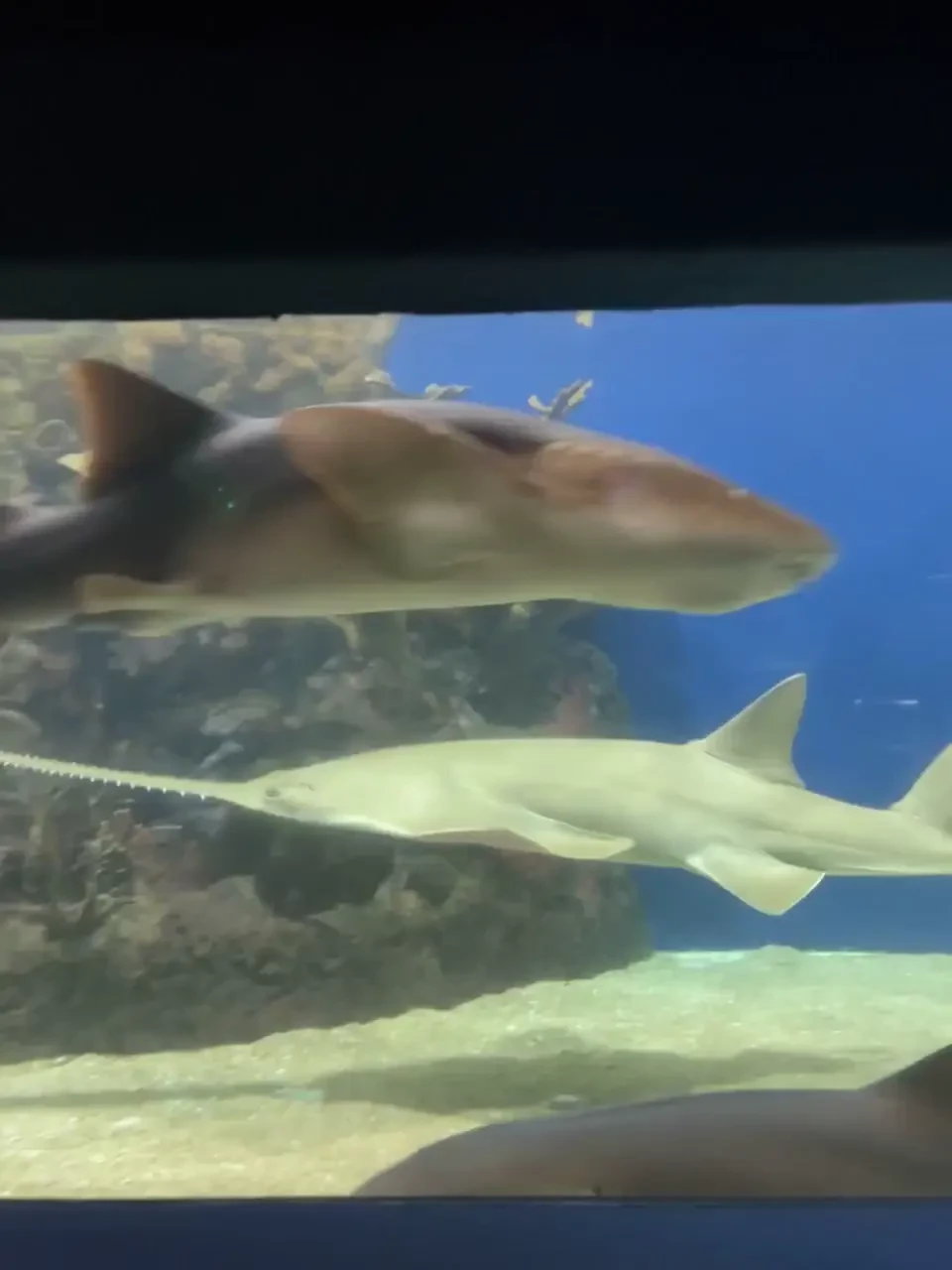 Day 3 no sun so i visited the aquarium in veracruz 20 min tour and was part 5 