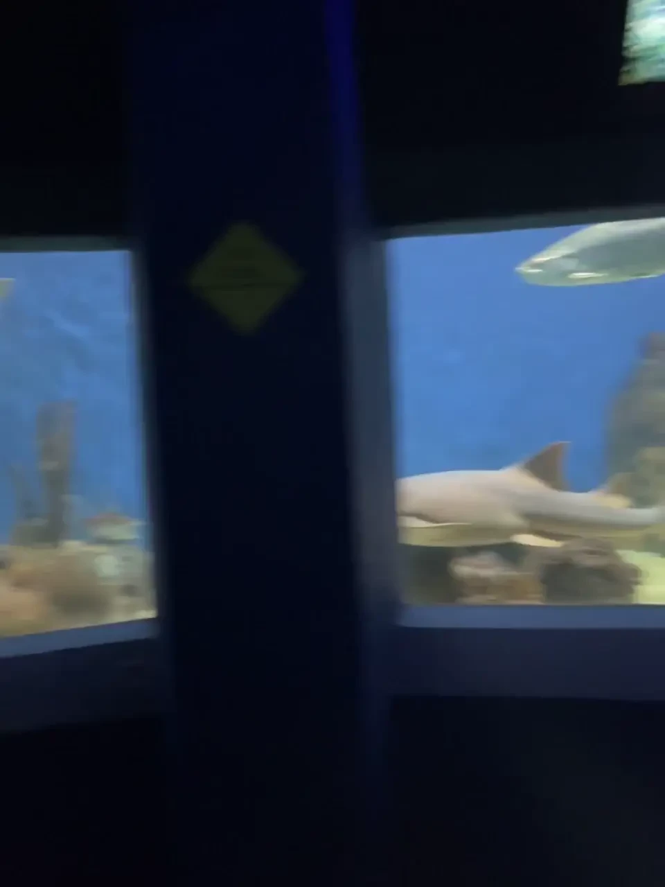 Day 3 no sun so i visited the aquarium in veracruz 20 min tour and was part 2 