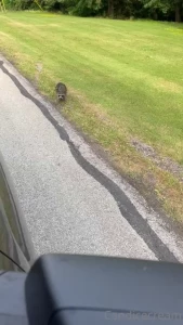Saw the cutest little raccoon family today had to share it