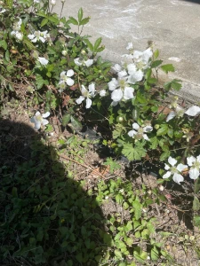 Spring has sprung i touched grass today have you part 4