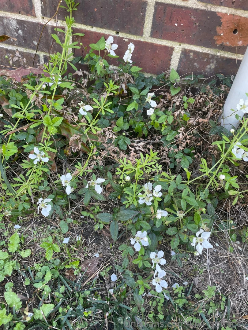 Spring has sprung i touched grass today have you part 1 