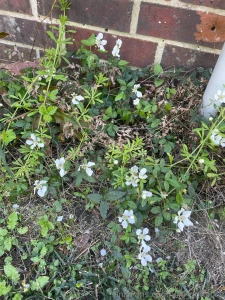 Spring has sprung i touched grass today have you part 1