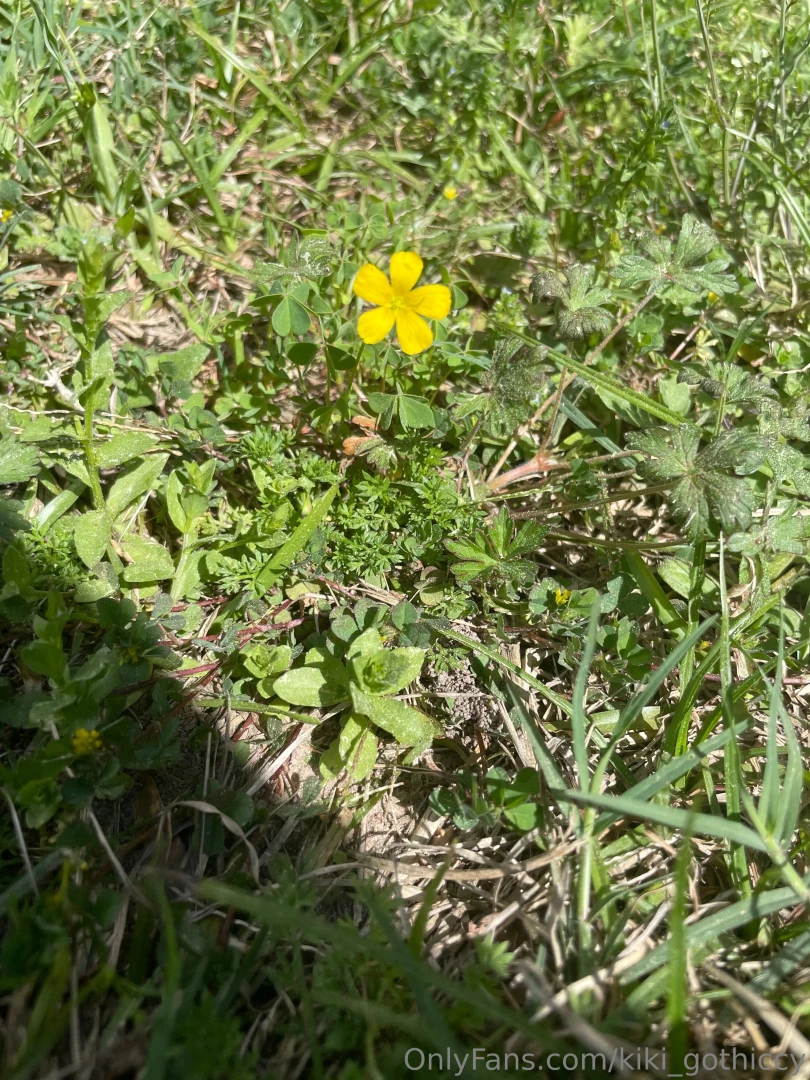 Spring has sprung i touched grass today have you 
