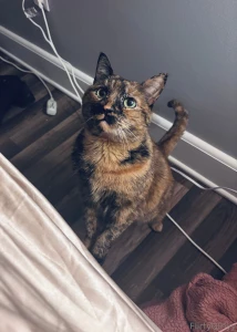 Good morning from milka the cat she s enjoying some rare sunshine in