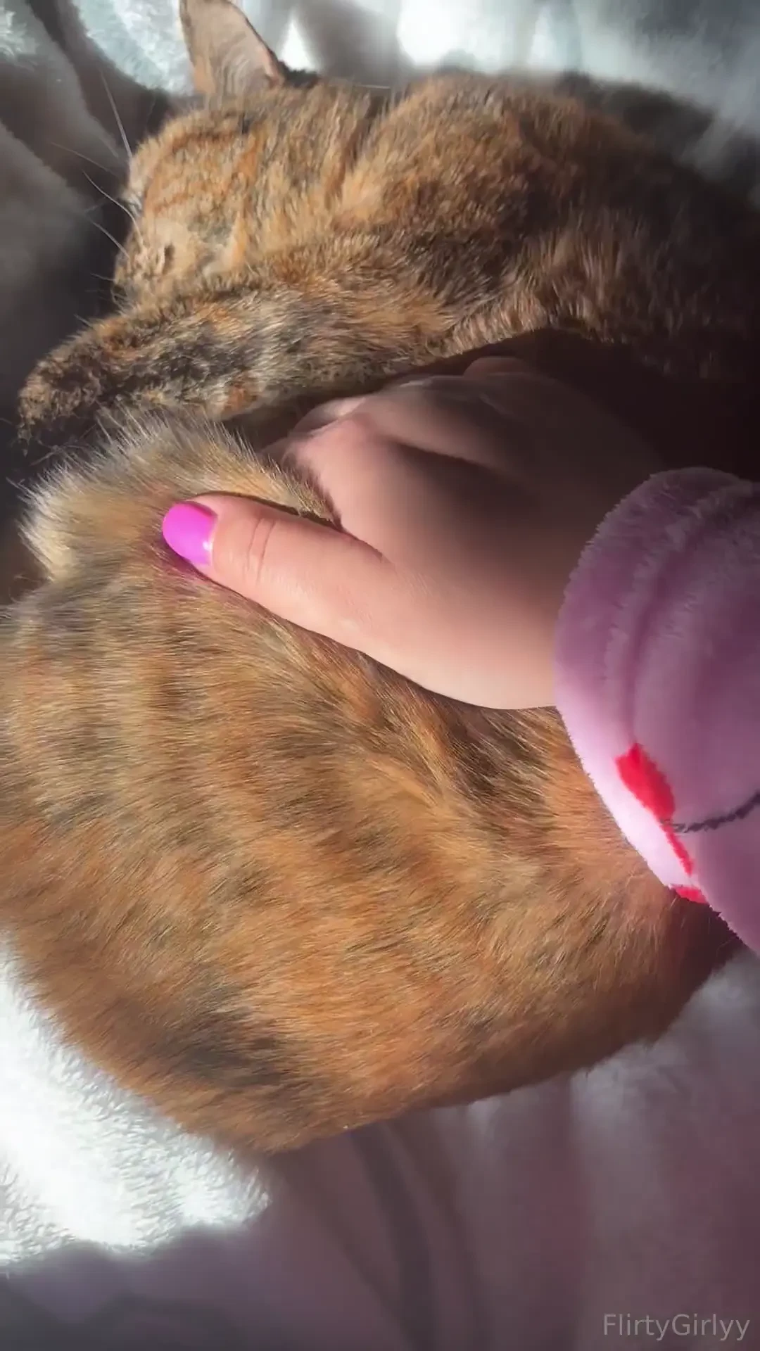 Good morning from milka the cat she s enjoying some rare sunshine in part 2 