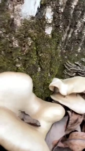 Last mushroom hunt before the snow