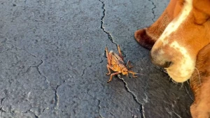 An eastern lubber grasshopper apparently they re very toxic