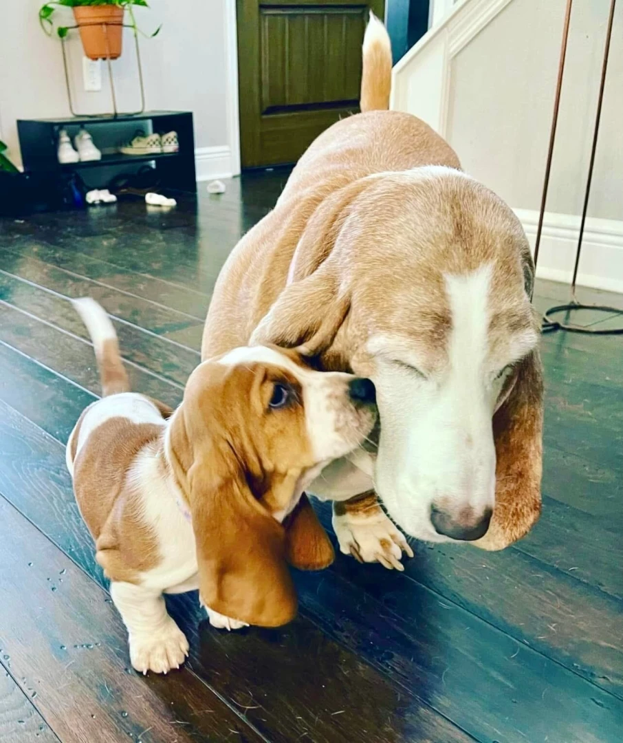 Taking home millie from the breeder as a pup she had a rough couple of part 1 