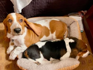 This was charlie s girlfriend millie we bought them as a pair to breed