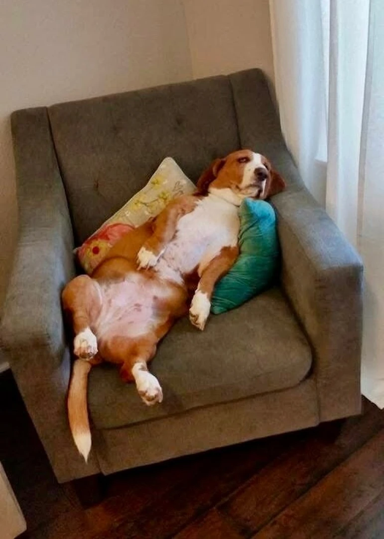 No i don t spoil my bassets at all 