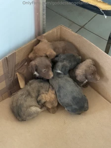 I just rescued this litter of pups and their mommy today the pups were part 7