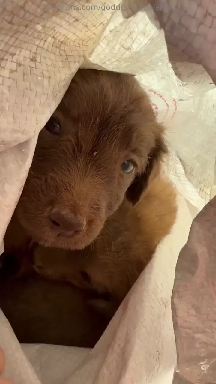 I just rescued this litter of pups and their mommy today the pups were part 1 