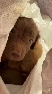 I just rescued this litter of pups and their mommy today the pups were part 1