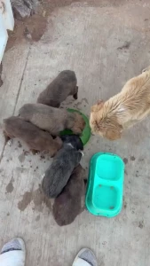 I just rescued this litter of pups and their mommy today the pups were