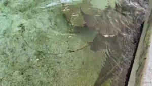 So many water puppies