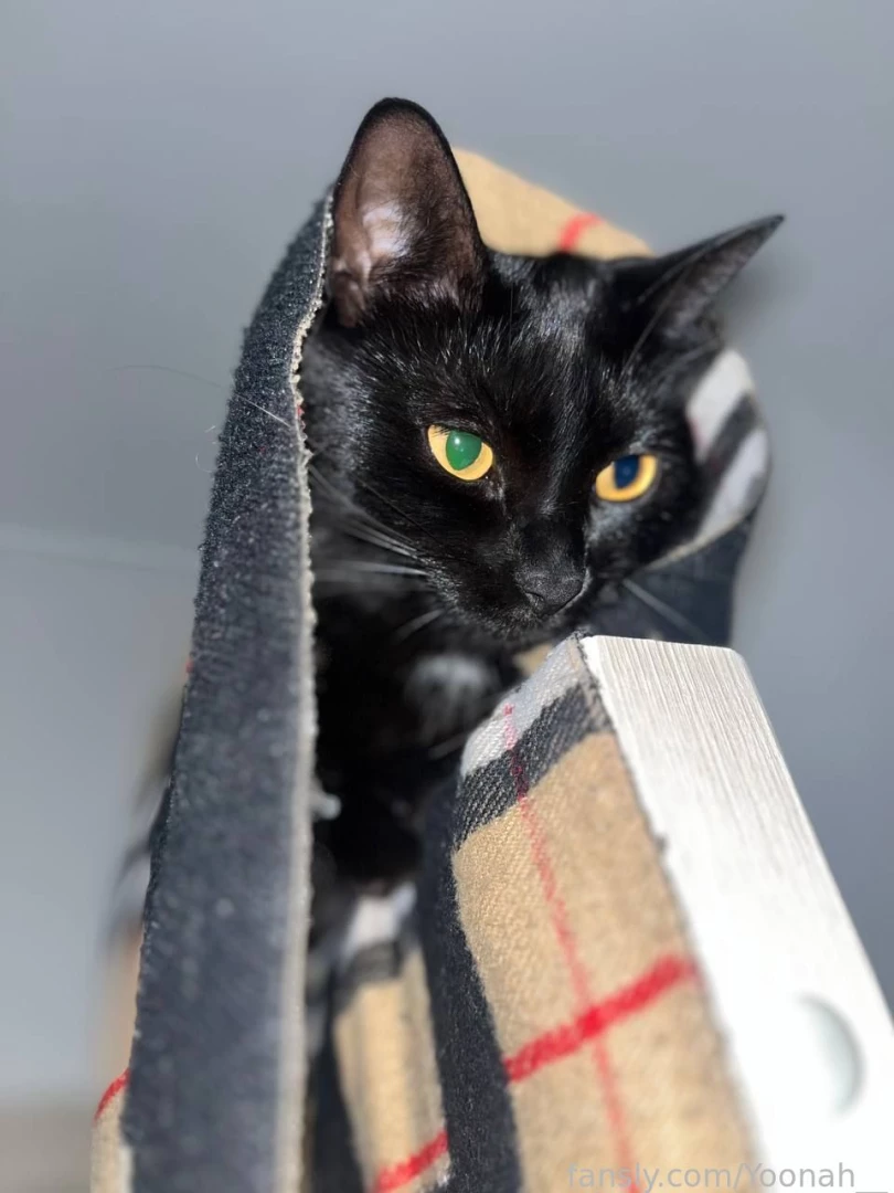 Found a pic of a kitty and decided to tell you about my great love for part 1 