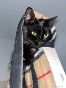 Found a pic of a kitty and decided to tell you about my great love for part 1