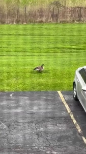 Goose life
