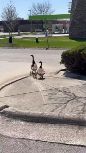 Goose life part 1