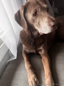Hey everyone sorry i have been absent my best friend delta here who is