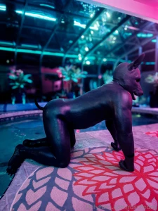 Got geared up and went full rubber dog in the pool this evening part 2