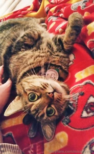 If i were a any good at this content creating thing i would have had a